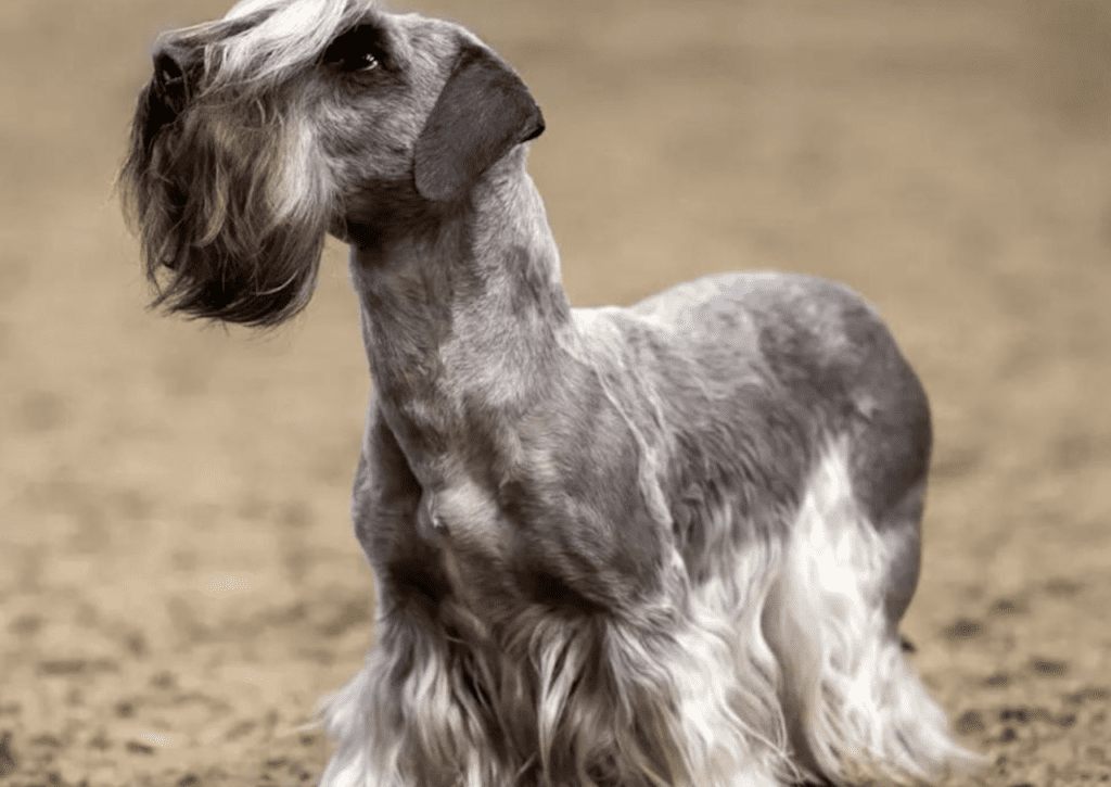 Rarest-Dog-Breeds-Cesky-Terrier